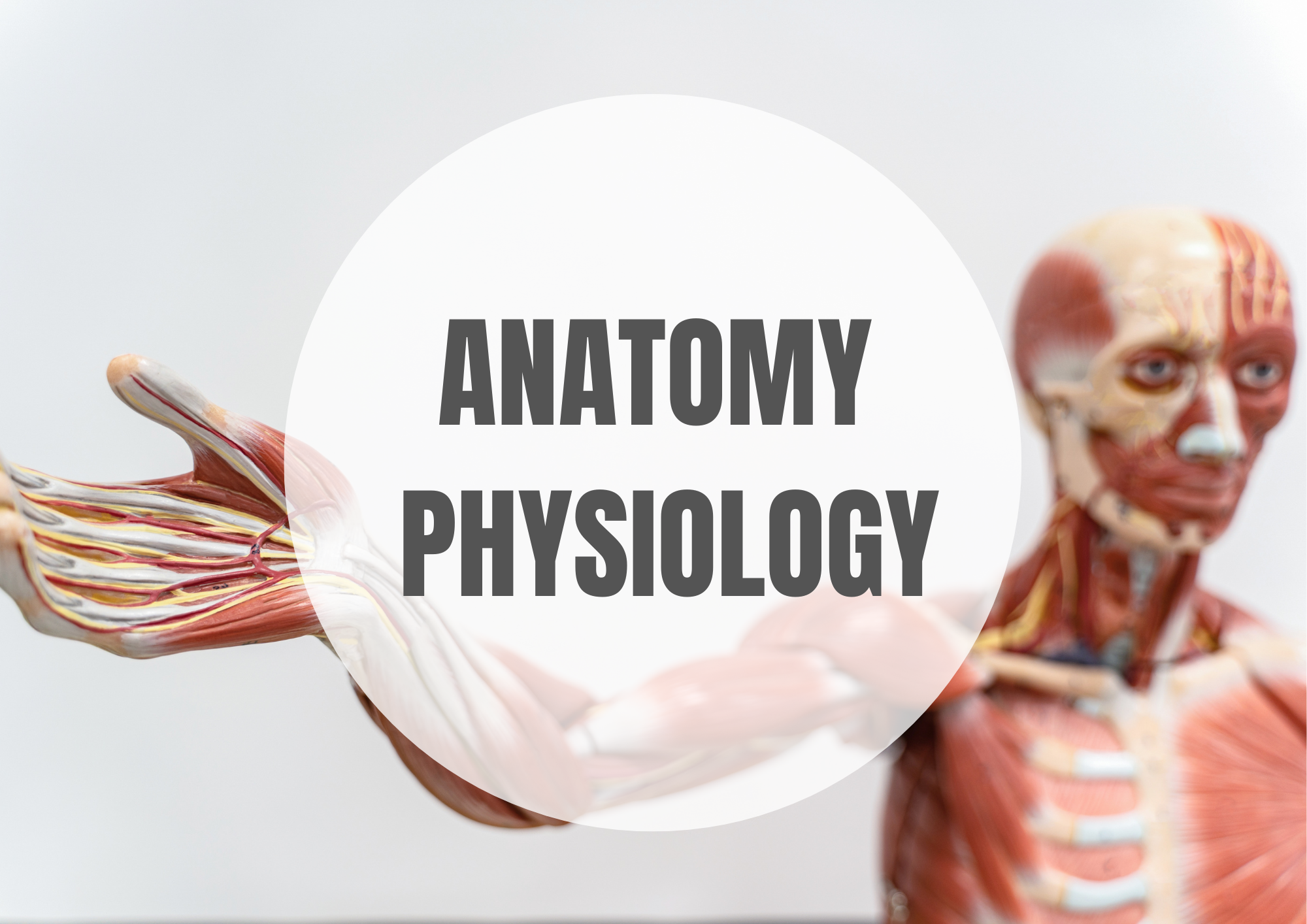 Anatomy Physiology